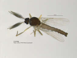 Image of Forcipomyia nigrans Remm 1962