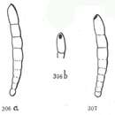 Слика од Dentalinoides canulina Marie 1941