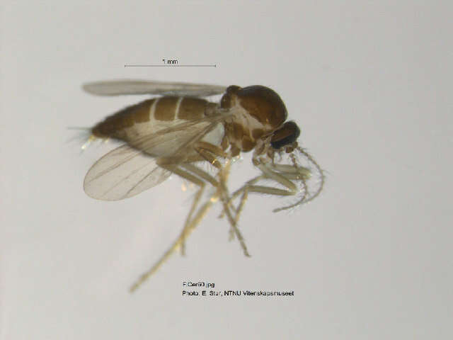 Image of Forcipomyia nigrans Remm 1962