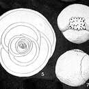 Image of Cribropyrgo aspergillum (Sclumberger 1892)