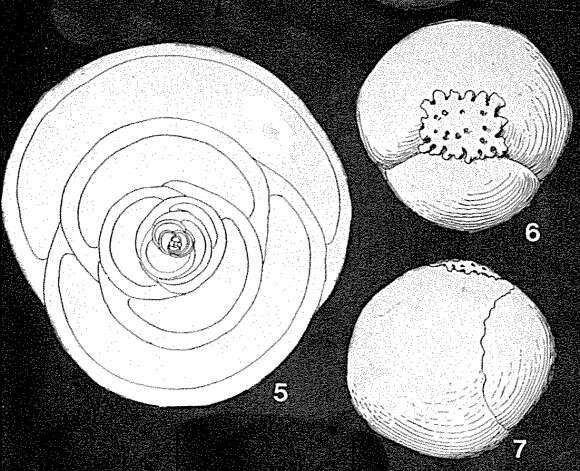 Imagem de Cribropyrgo aspergillum (Sclumberger 1892)