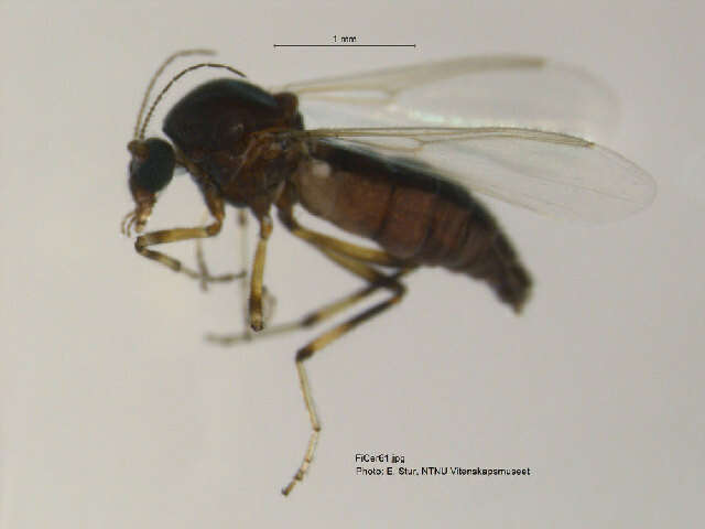 Image of Bezzia circumdata (Staeger 1839)