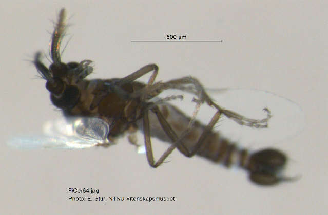 Image of Brachypogon sociabilis
