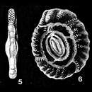 Слика од Parahauerina displicata McCulloch 1977