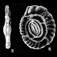Image of Parahauerina displicata McCulloch 1977