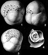 Imagem de Involvohauerina globularis Loeblich & Tappan 1955