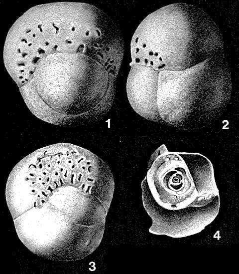 Imagem de Involvohauerina globularis Loeblich & Tappan 1955