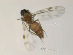 Image of Culicoides grisescens