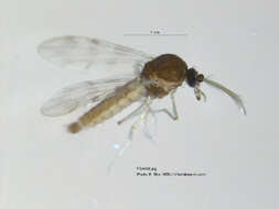 Image of Culicoides grisescens