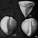 Слика од Cruciloculina triangularis d'Orbigny 1839