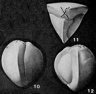 Image de Cruciloculina triangularis d'Orbigny 1839