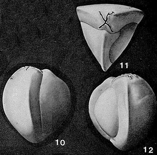 Image of Cruciloculina triangularis d'Orbigny 1839