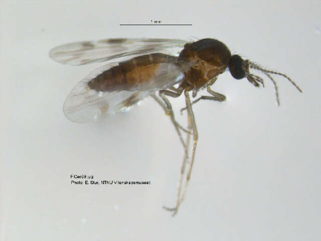 Image of Culicoides grisescens