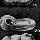Image of Neopateoris cumanaensis Bermúdez & Seiglie 1963