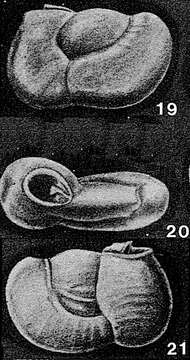 Image of Neopateoris cumanaensis Bermúdez & Seiglie 1963