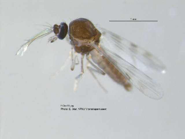 Image of Culicoides grisescens