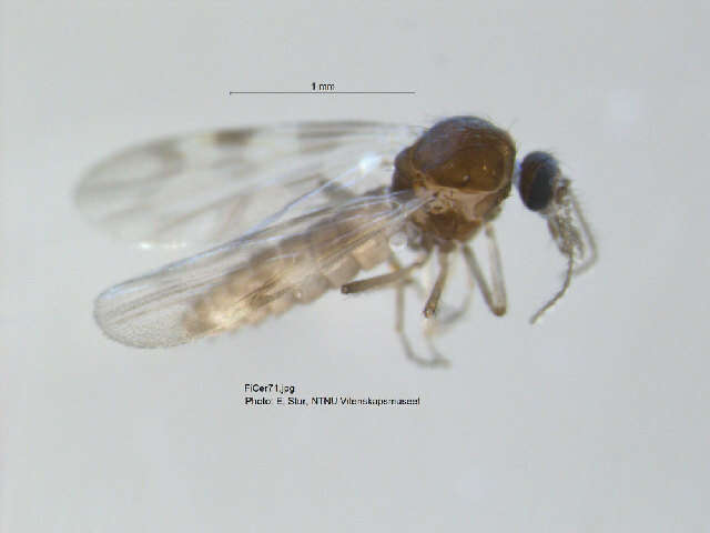 Image of Culicoides grisescens