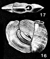 Image of Mesopateoris gullensis McCulloch 1977