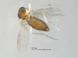 Image of Forcipomyia nigrans Remm 1962