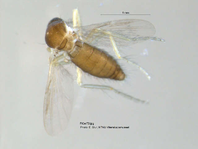 Image of Forcipomyia nigrans Remm 1962