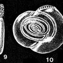 Слика од Parahauerinoides complanatiformis McCulloch 1977