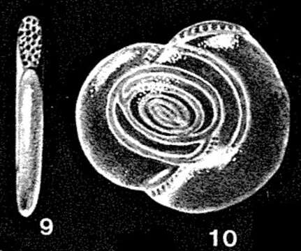 Imagem de Parahauerinoides complanatiformis McCulloch 1977