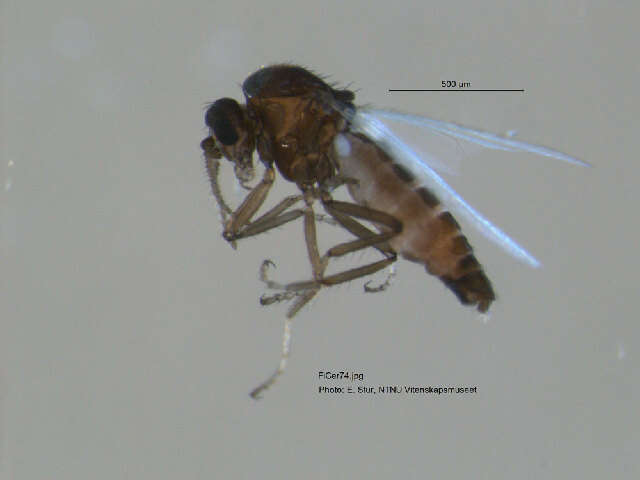 Image of Brachypogon sociabilis