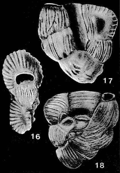 Image of Sissonia sanbenitoensis McCulloch 1977
