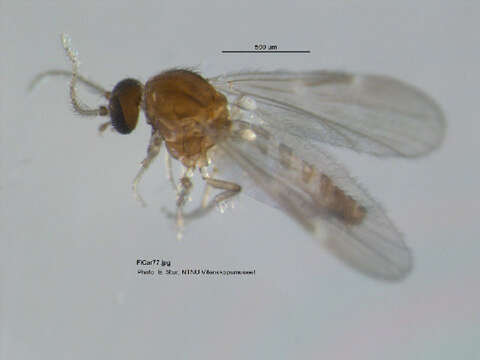 Image of Culicoides sphagnumensis Williams 1955