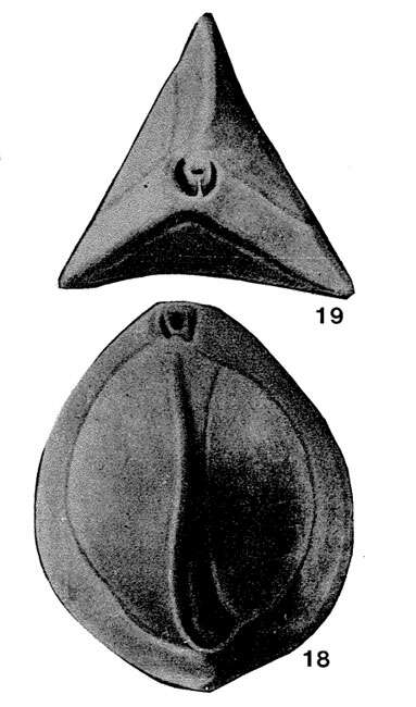 Image of Triloculinoides magnum Shchedrina 1964