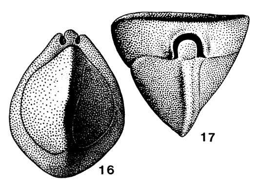 Image of Triloculinellus politus Saidova 1975