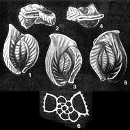 Imagem de Longiapertina varistriata Seiglie & Bermúdez 1966
