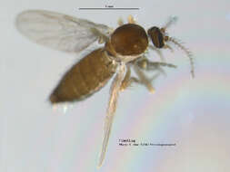 Image of Forcipomyia nigrans Remm 1962