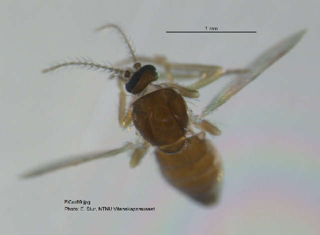 Image of Forcipomyia nigrans Remm 1962