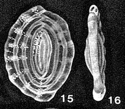 Image of Anchihauerina delicatissima McCulloch 1977