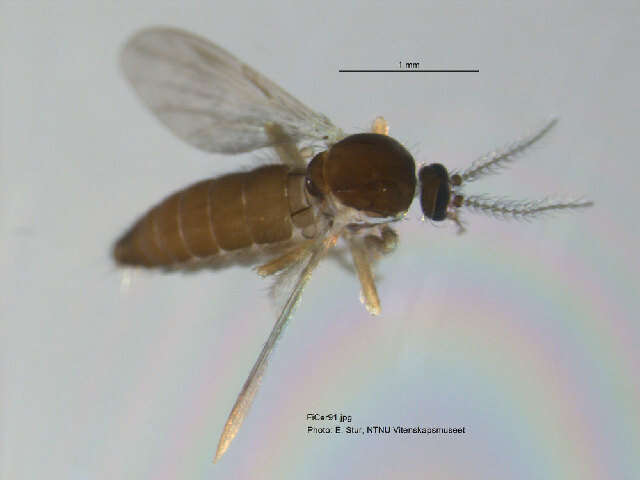 Image of Forcipomyia nigrans Remm 1962