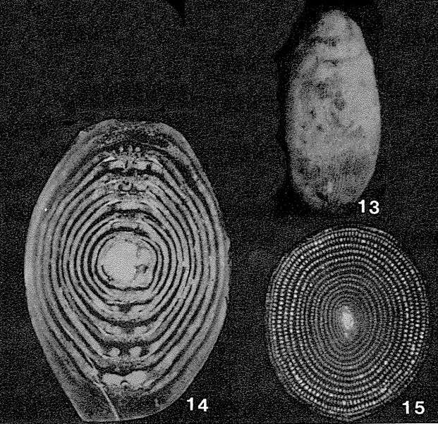 Image of Lacazinella wichmanni (Schlumberger 1894)