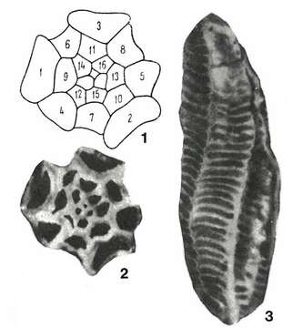 Image of Brebina transylvanica Barbu 1965