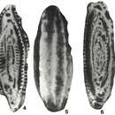 Image of Brebina transylvanica Barbu 1965