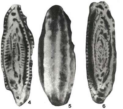 Image of Brebina transylvanica Barbu 1965