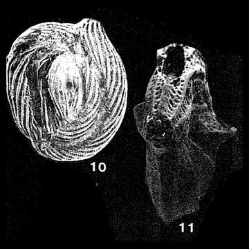 Image of Helentappanella punctatocostata (Cushman 1933)