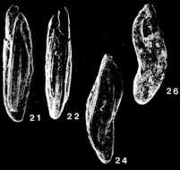 Crenulostomina Quilty 1974 resmi