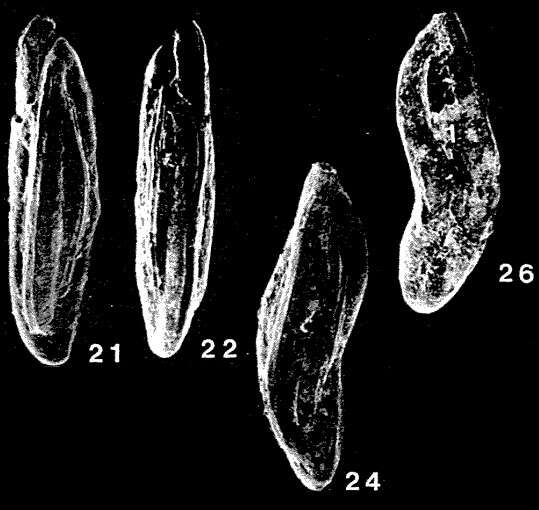 Image of Crenulostomina banksi Quilty 1974