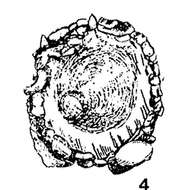 Image de Amphifenestrella wiesneri Rhumbler 1935