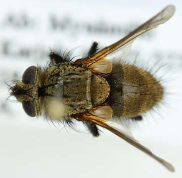 Allophorocera ferruginea (Meigen 1824)的圖片