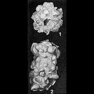 Image of Brachysiphon corbuliformis Chapman 1906