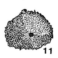 Image of Stomasphaera brassfieldensis Mound 1961