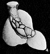 Image of Nubeculariella birulai Averintsev 1911