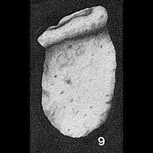 Image of Sacculinella australae Crespin 1958