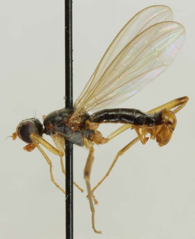 Image of Nerioidea